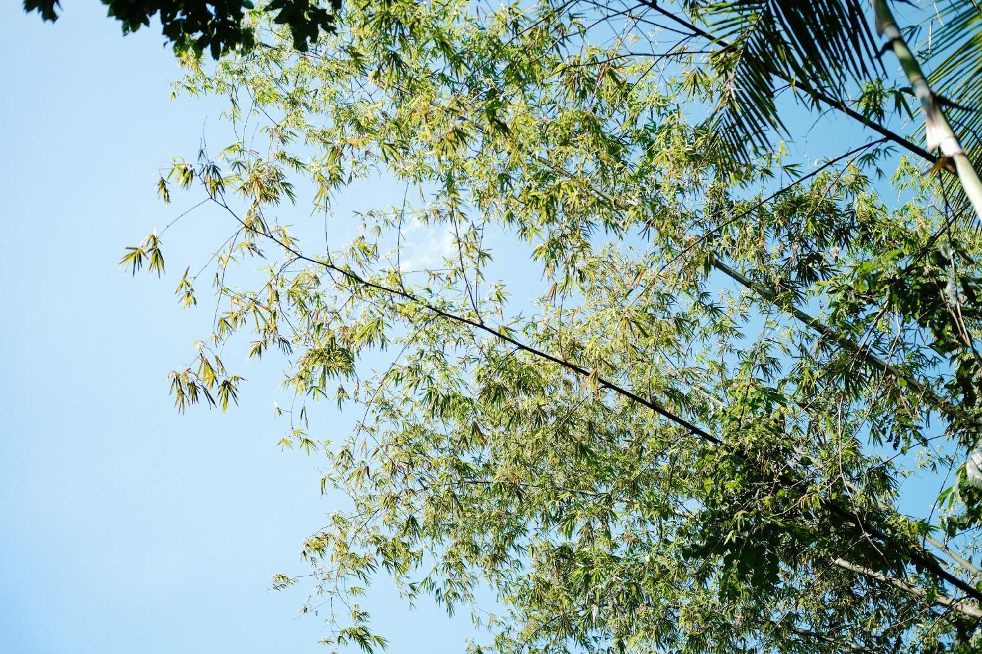 Villa Treehouse De Valentine Balamban Esterno foto